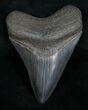 Beautiful Megalodon Tooth - Georgia River Find #10985-1